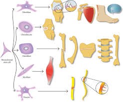 Stem Cell Therapy in HSR layout
